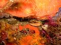 Bivalve Lime Baillante